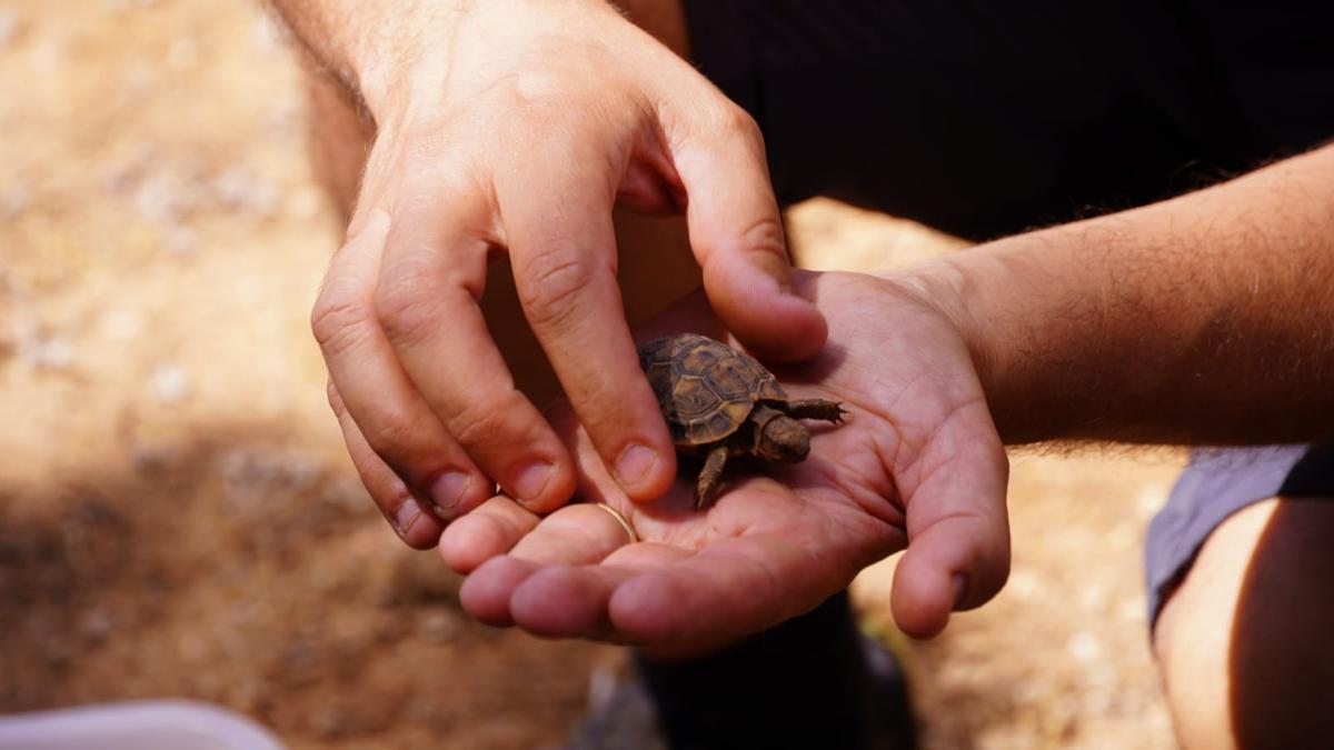 Liberan un centenar de tortugas mediterráneas en el Parc Natural de Mondragó