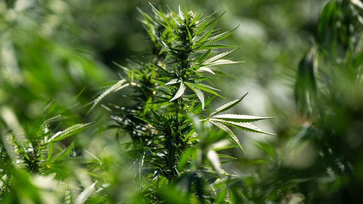 ¿El cannabis influye en la fertilidad femenina? Un nuevo estudio dice que sí