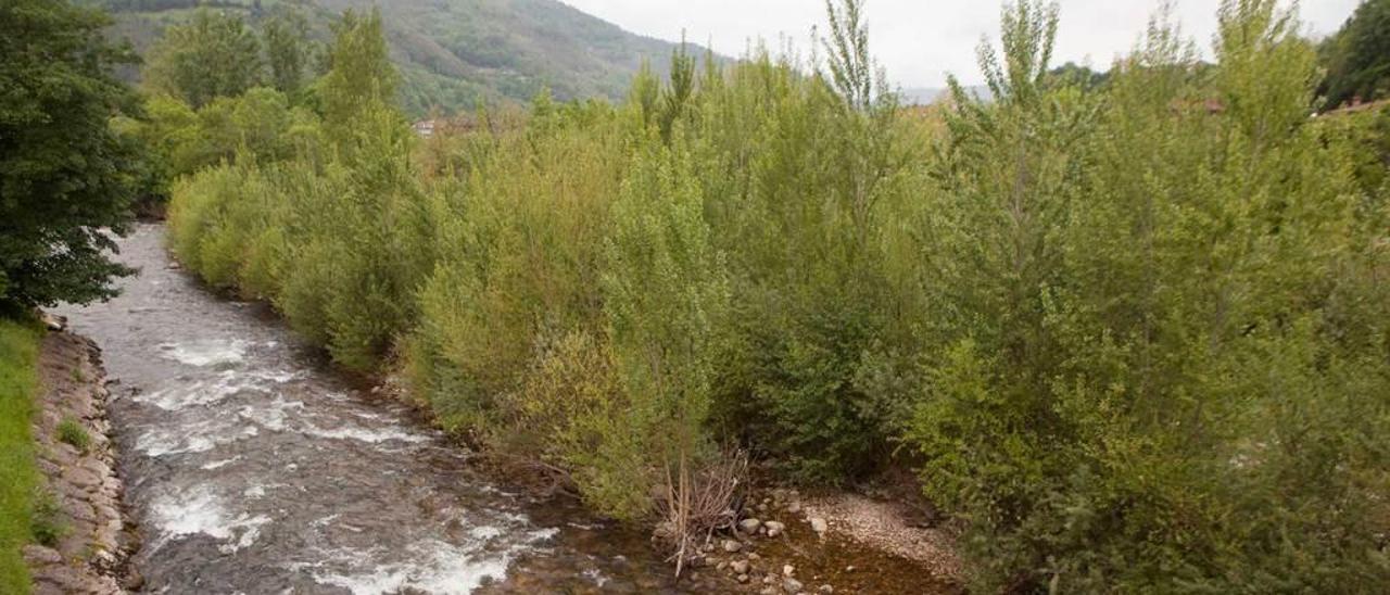 El río Nalón, a su paso por la zona de La Chalana, en el concejo de Laviana.