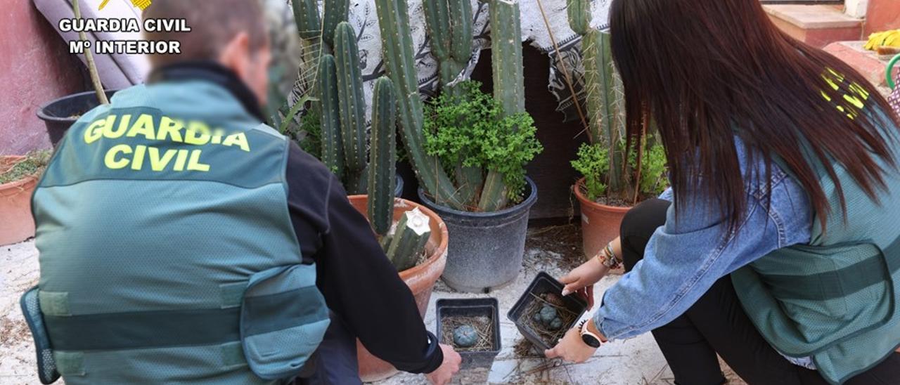 Desmantelado un local de El Campello que se dedicaba a la venta de droga y a ofrecer retiros espirituales