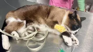 Desparasitar, vacunar y esterilizar a tu mascota podría salirte gratis si cumples estos requisitos