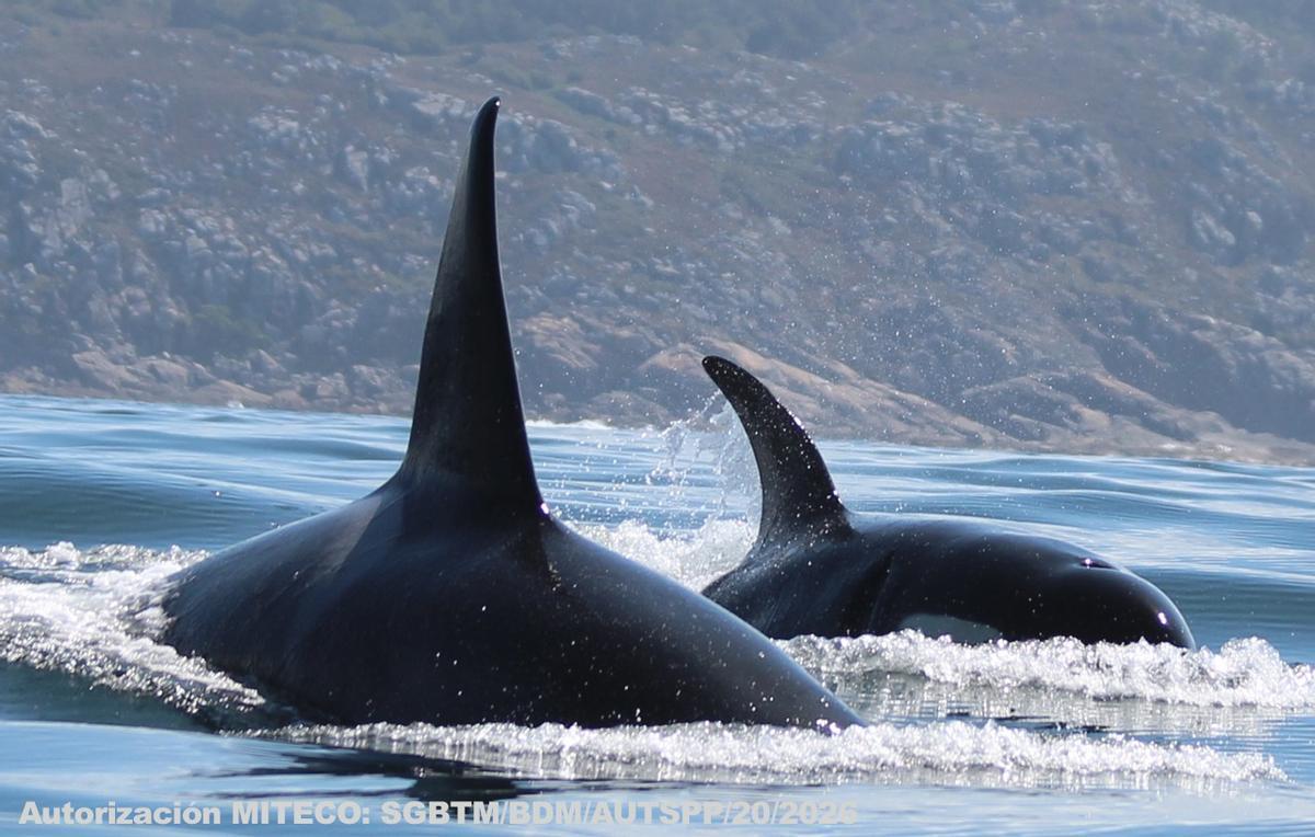 Dos orcas del grupo visto ayer.