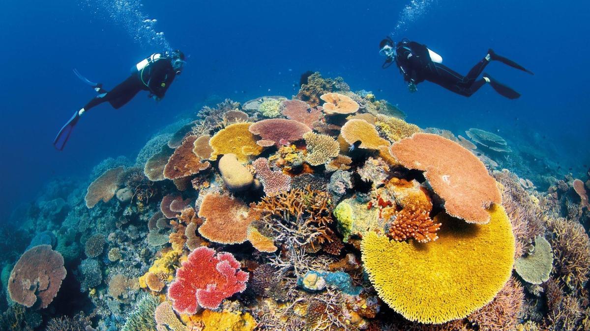 ¿Podrán escapar los corales del cambio climático?
