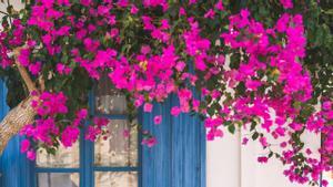 Planta trepadora con flores en una fachada de una vivienda