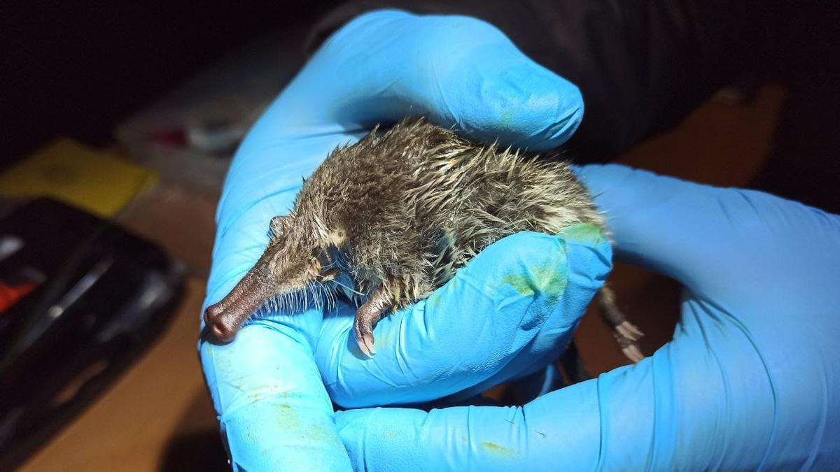 ESPECIES EN PELIGRO DE EXTINCIÓN