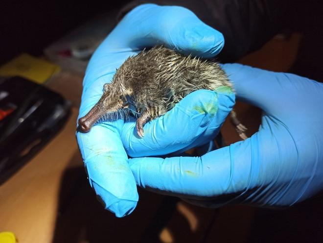 De la tortuga mora y la anguila, al desmán ibérico: España identifica 428 especies amenazadas en su primera Lista Roja Nacional