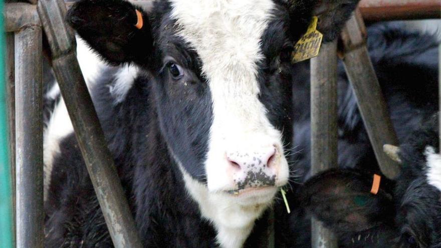 Las pérdidas en el sector vacuno lastran la economía del sector agrario.