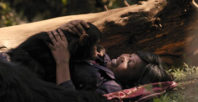 Mama documental chimpancés