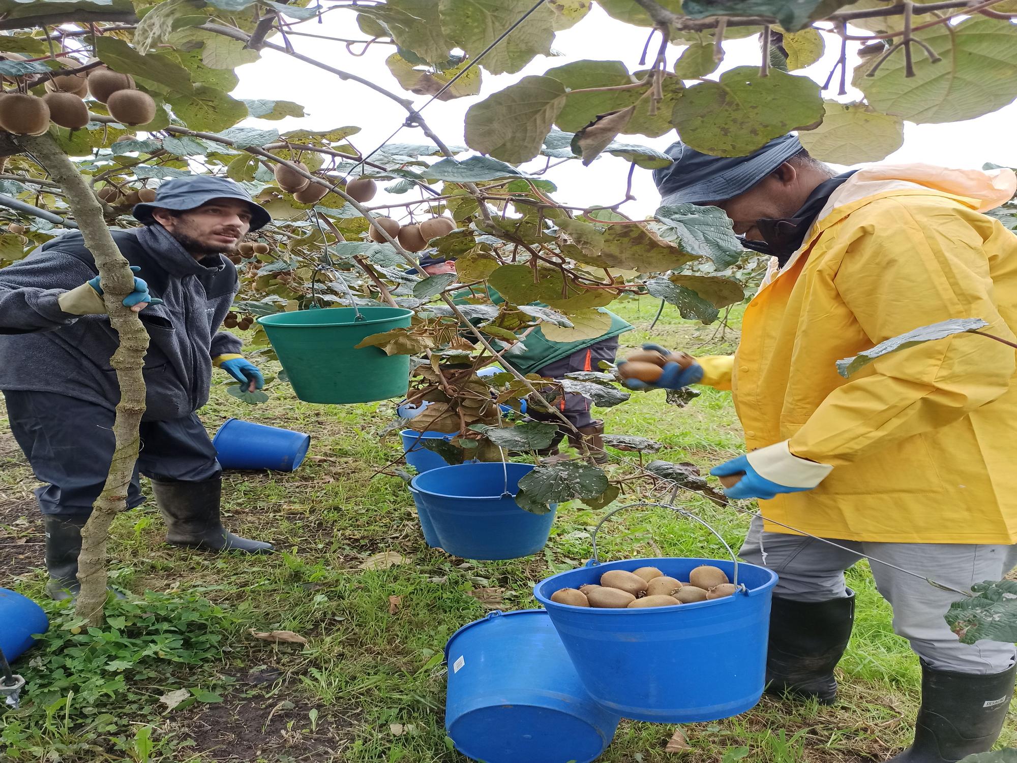 EN IMÁGENES: Inicio de la cosecha de kiwis en Pravia