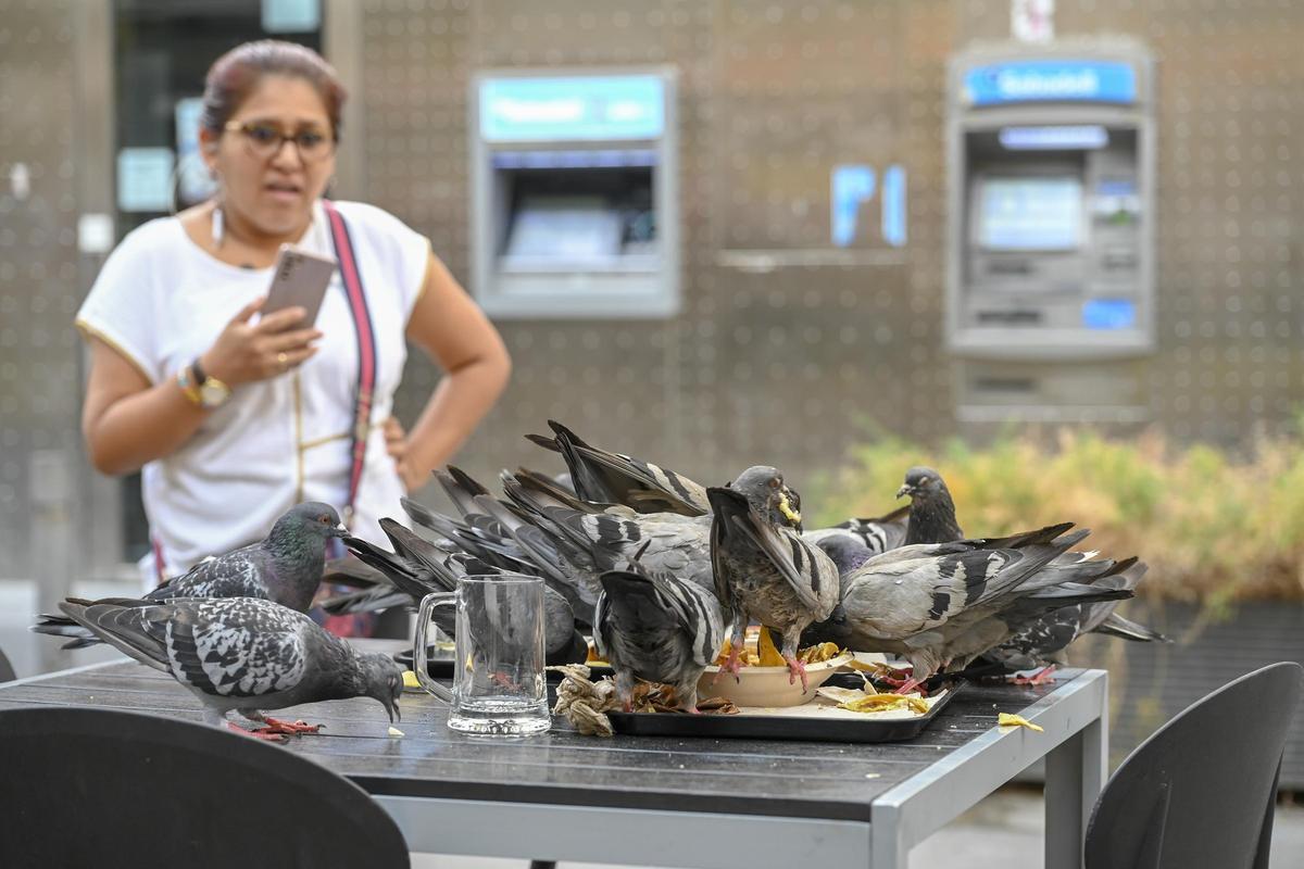 Unas palomas comen de un plato con restos de comida en una terraza de Barcelona.