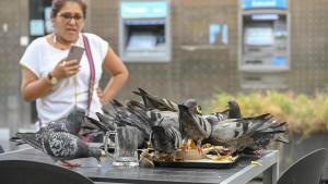 Unas palomas comen de un plato con restos de comida en una terraza de Barcelona.