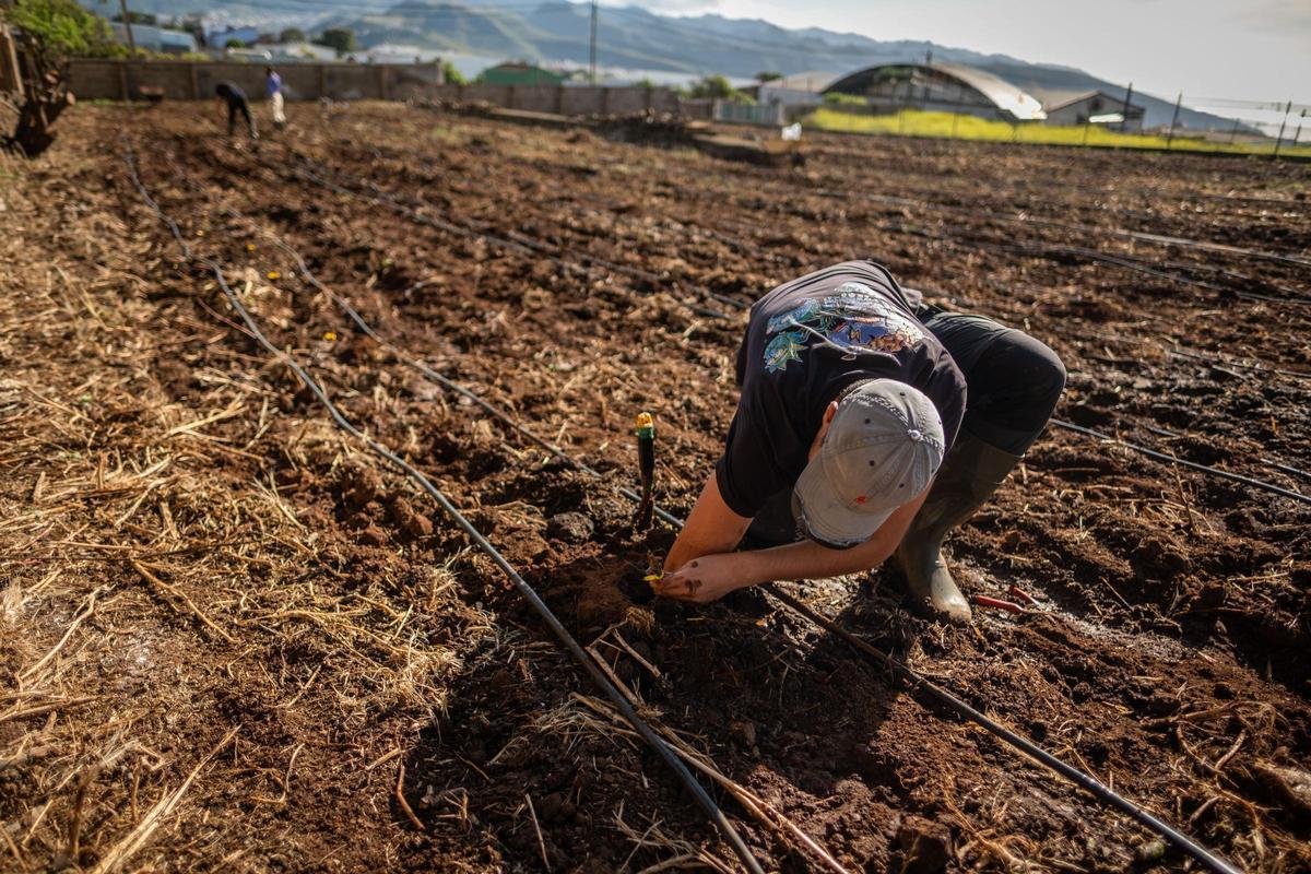 El consejero de Agricultura, Ganadería, Pesca y Soberanía Alimentaria del Gobierno de Canarias, Narvay Quintero, visita una finca en Los Baldíos, donde el Ejecutivo canario, en colaboración con viticultores de las Denominaciones de Origen Protegidas de Vino de las islas, desarrolla un proyecto piloto con patrones americanos de viña para evaluar su resistencia a la filoxera