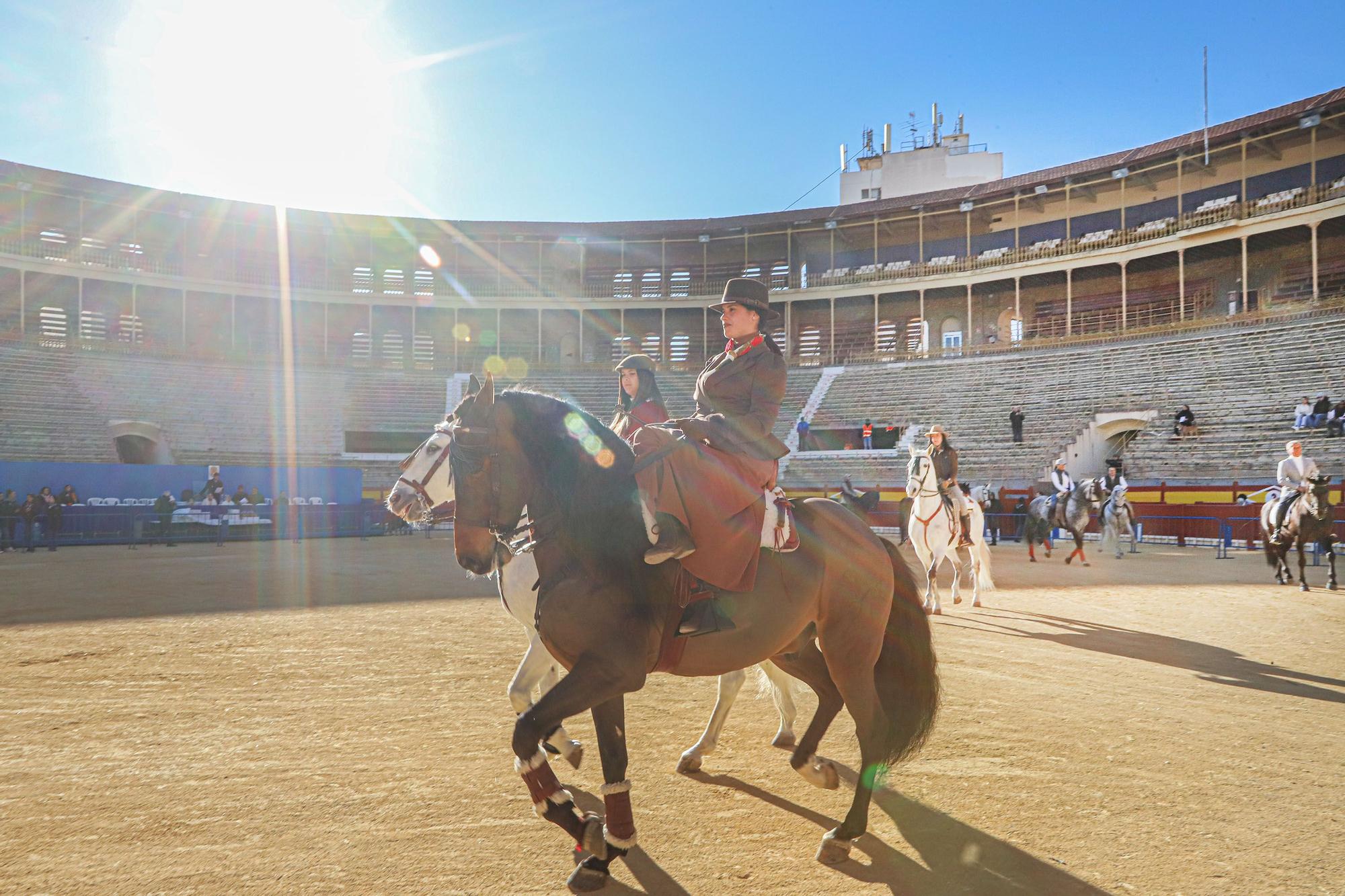 Concurso ecuestre y Bendición de animales por San Antón en Alicante