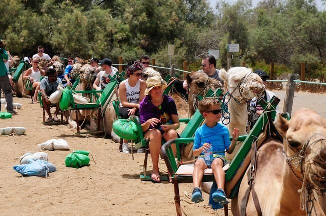 Reportaje excursiones con camellos en las Dunas ...