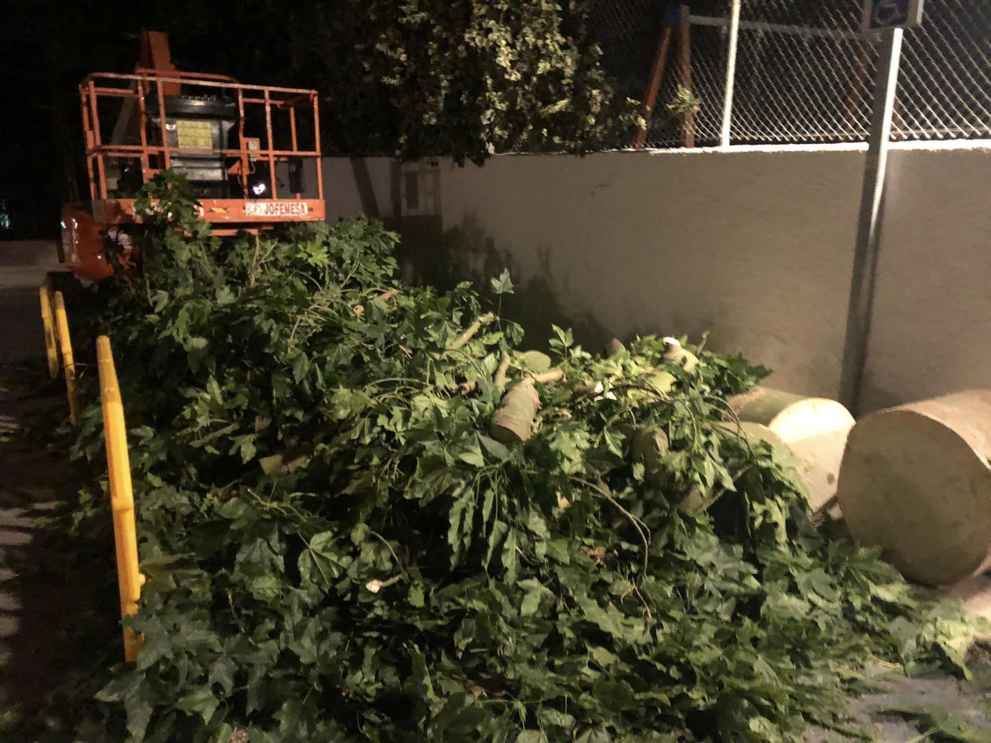 Nàquera tala el gigante árbol de la piscina municipal "para proteger el vaso" ante críticas de la ciudadanía