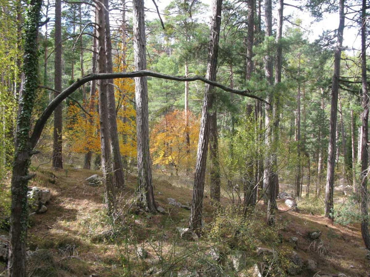 Bosques maduros: antídotos contra la crisis climática