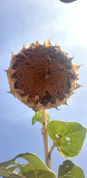 Un gira-sol mirant a terra. Al peu del Collbaix.