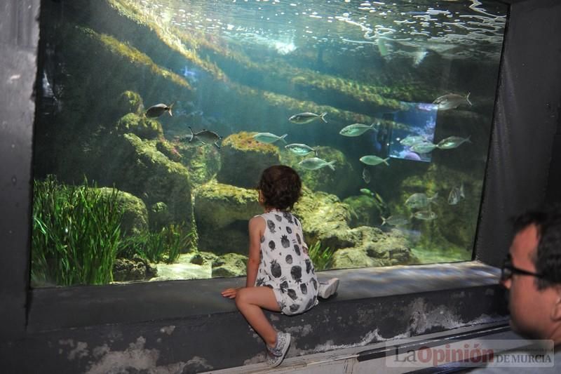 El acuario de la UMU albergará las especies emblemáticas del Mar Menor