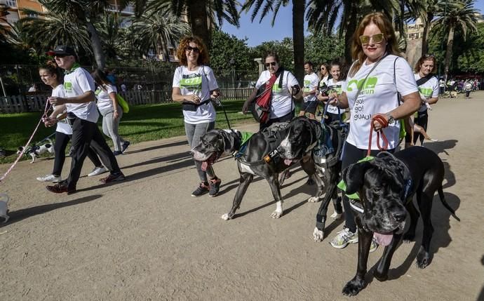 16/12/2018 LAS PALMAS DE GRAN CANARIA. Carrera ...