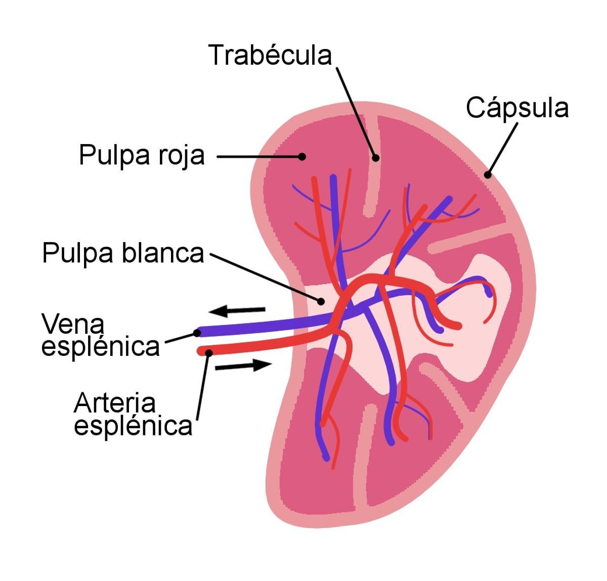 Esquema simplificado en el que se muestra la estructura del bazo