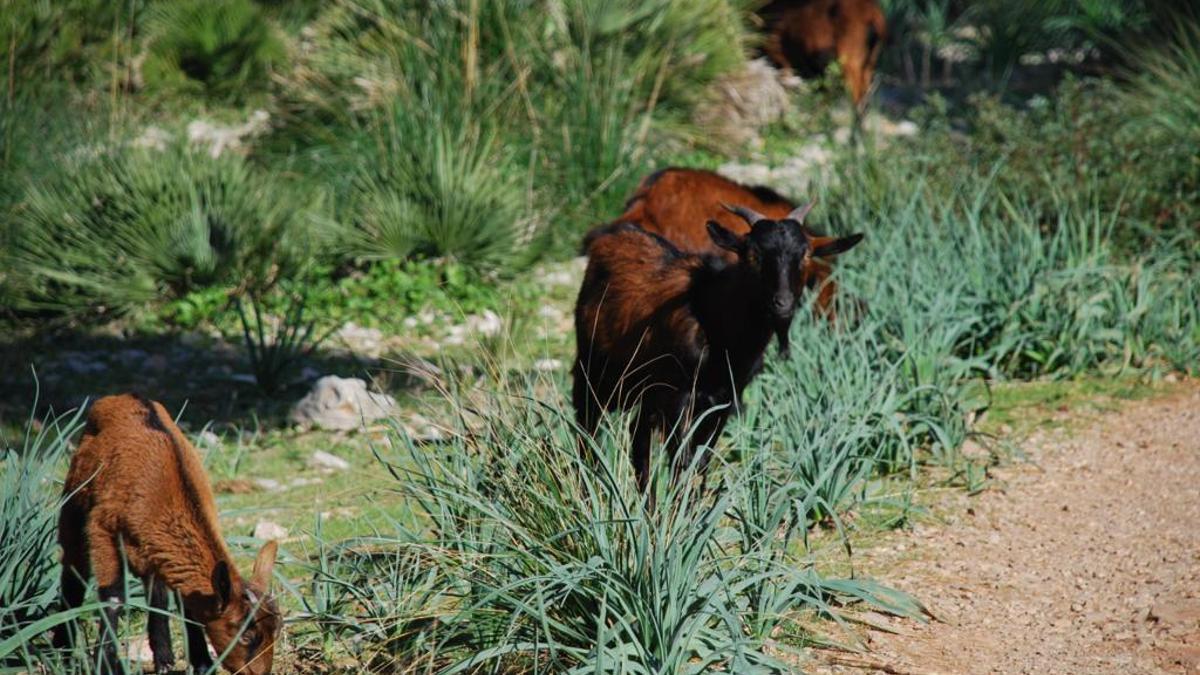 Cabras 1 (1)