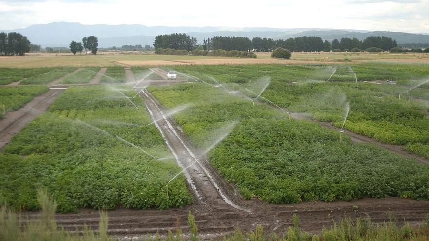 Un campo de cultivo con riego por aspersión en el ayuntamiento ourensano de Xinzo de Limia. |   // IÑAKI OSORIO