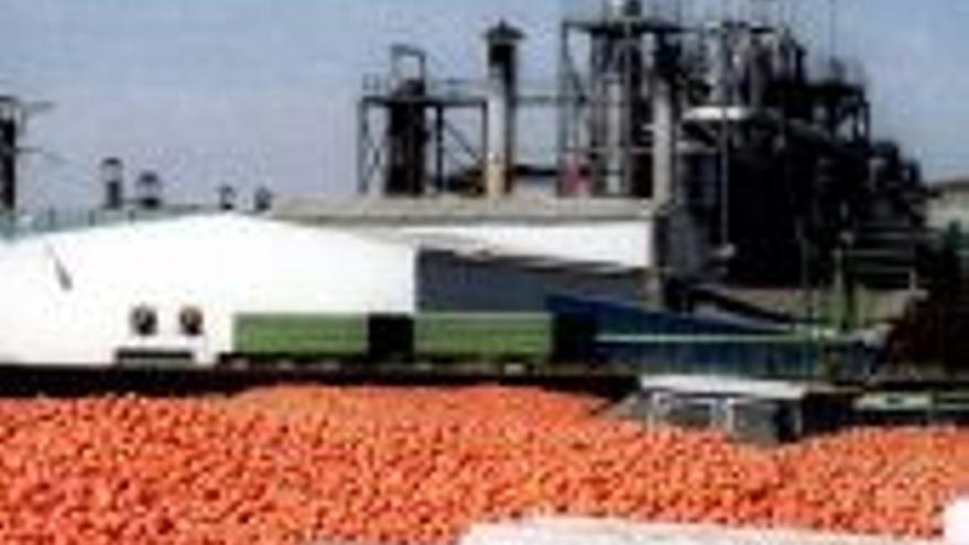 La cooperativa contrata ochenta millones de kilos de tomate