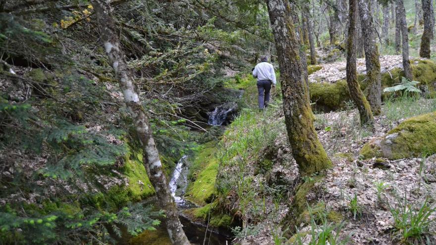 Un plan para conservar y salvar del fuego el singular bosque &quot;El Tejedelo&quot;