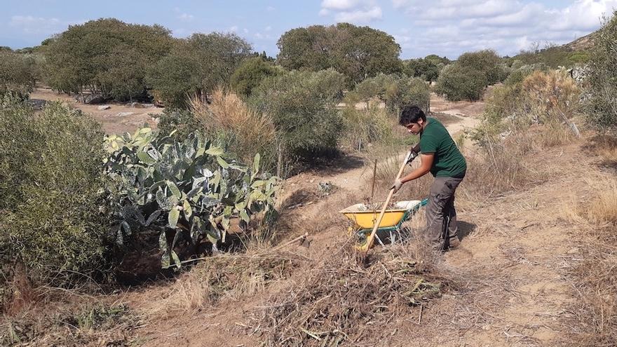 Personal de la Fundació Altem fent tasques per eradicar l&#039;espècie invasora