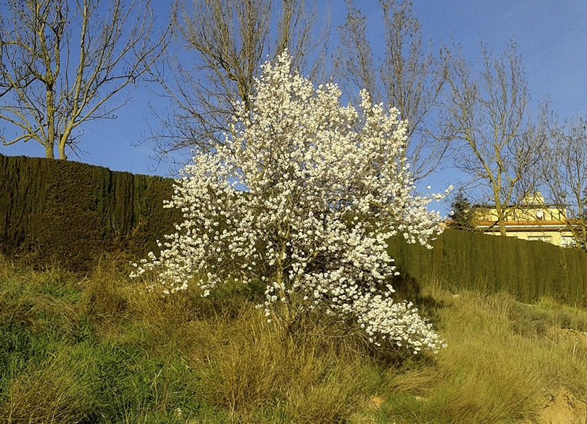 Ametller florit. Si no hi ha cap gebrada que l’afecti, podrà donar els seus fruits.