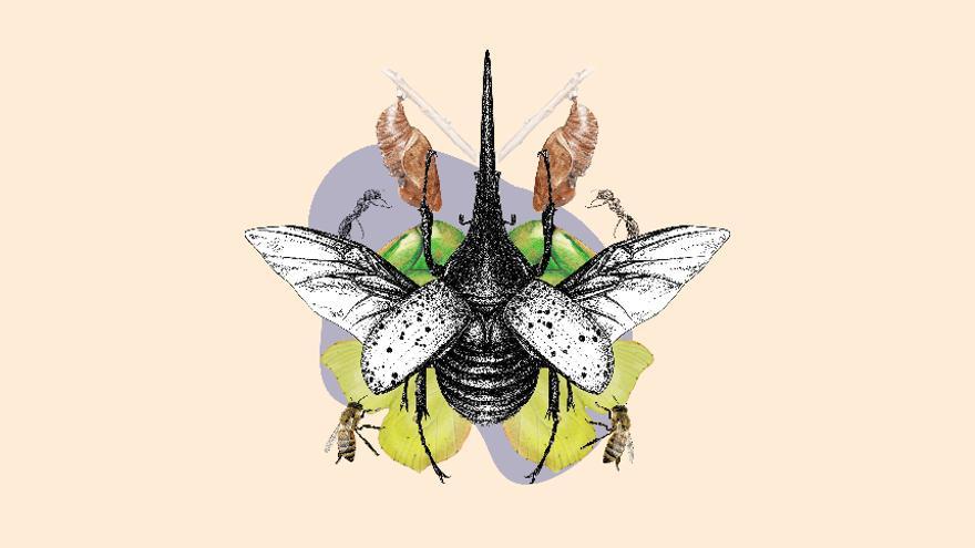 Taller de ilustración científica - Los Insectos