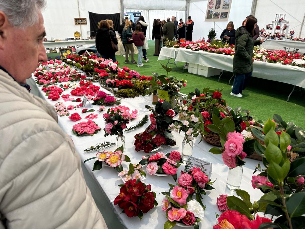 En imágenes: las camelias arrasan en Luarca