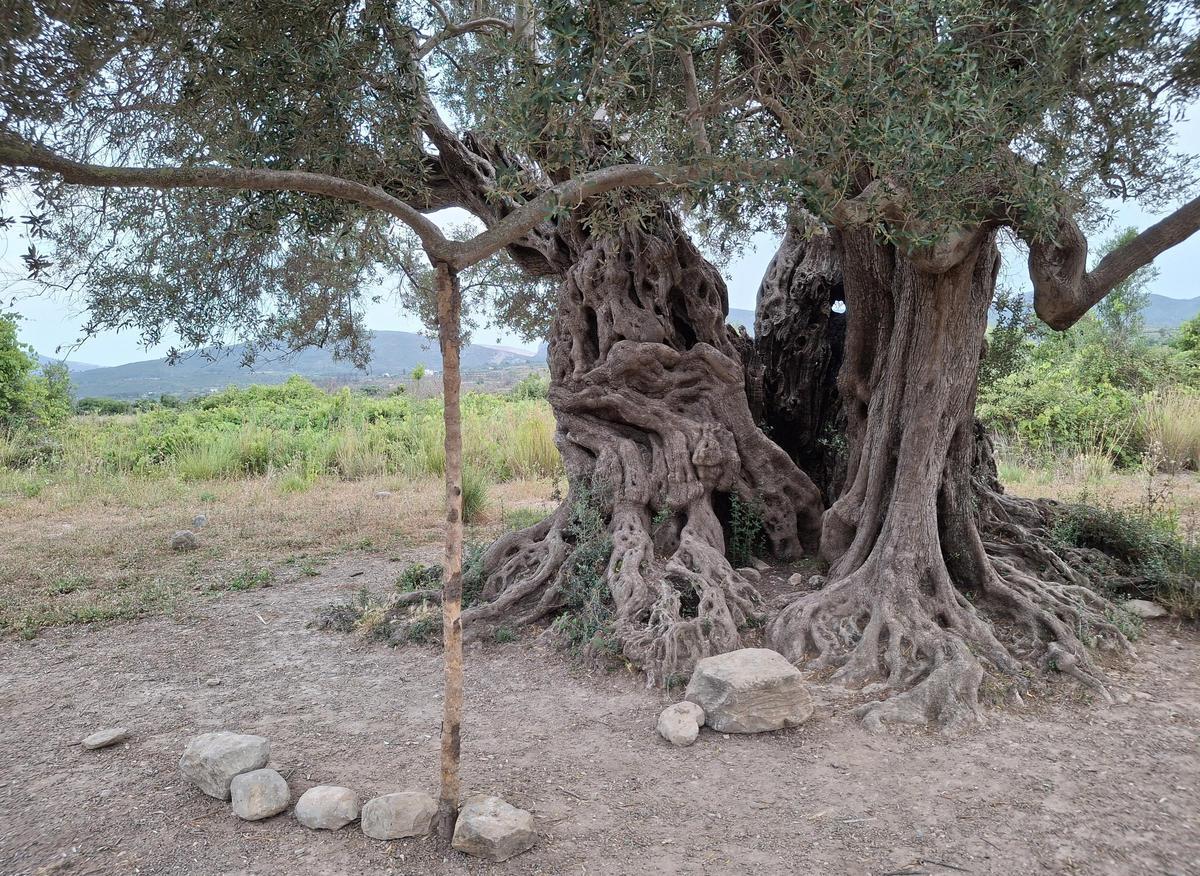 Este olivo es uno de los grandes árboles monumentales de la Marina Alta