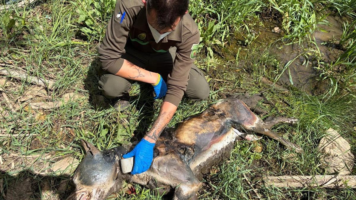 Un Agente Medioambiental examina el cadáver del lobo matado a tiros