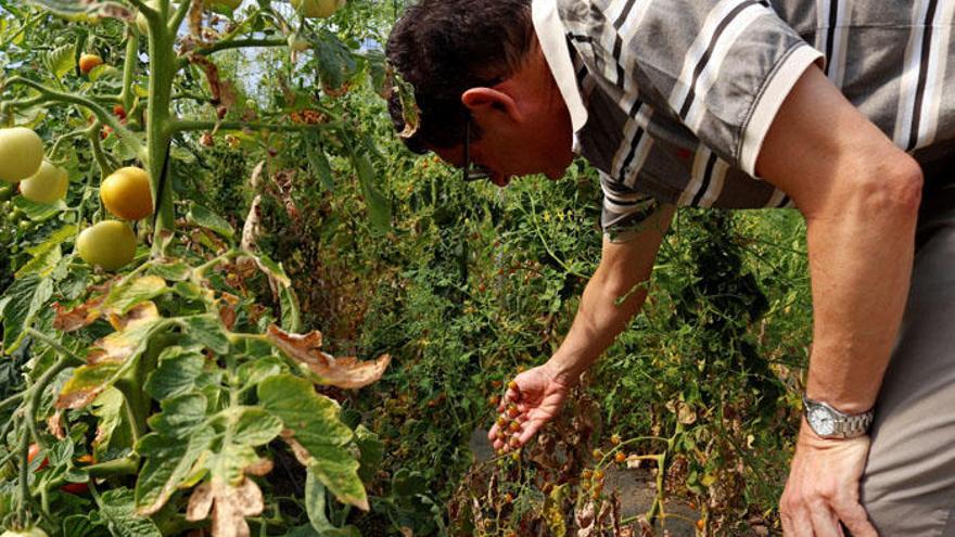 El investigador del CSIC Rafael Fernández muestra una planta de tomates en un invernadero del IHSM La Mayora.