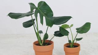 Revive tus plantas con los posos del café: el mejor fertilizante natural