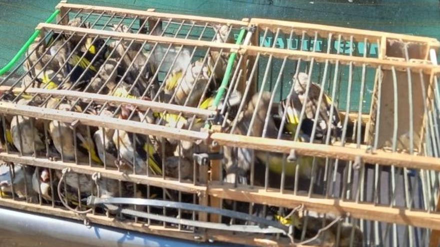 Els ocells fringíl·lids tancats en una gàbia
