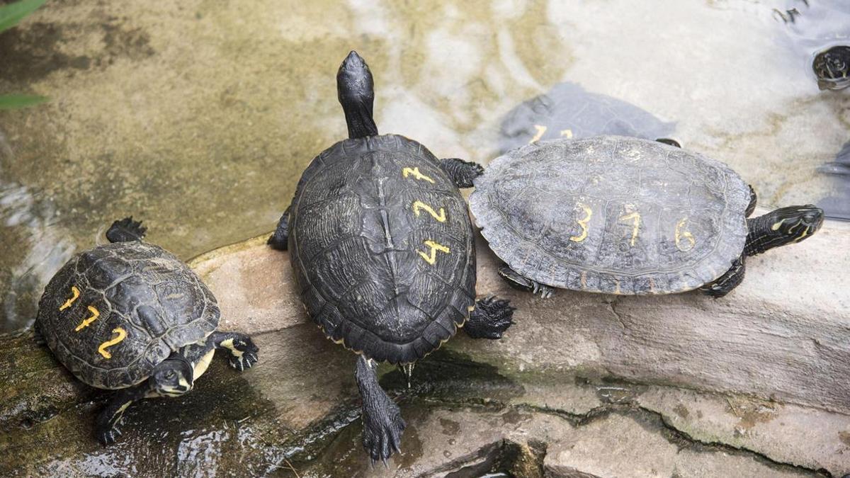 Al CRARC hi ha centenars d’espècies de tortuga