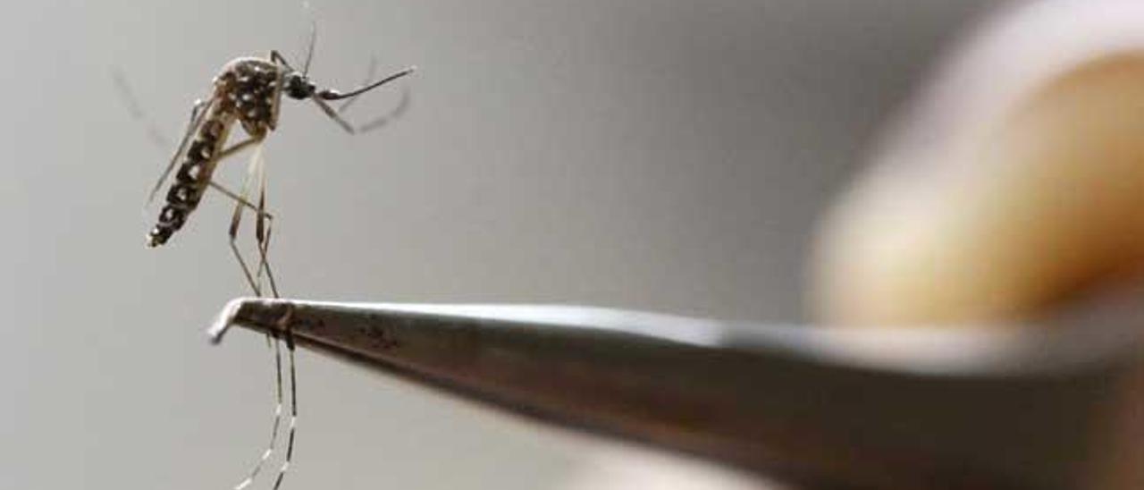 Calvià no ha escapado a la extensión del mosquito tigre, al igual que otros municipios de la isla.