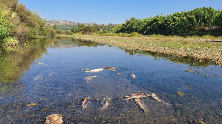 Alertan de la muerte de cientos de peces en el río Guadiaro, en Casares