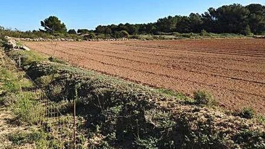 Terreno donde se propone la creación de un parque fotovoltaico en la Mola.