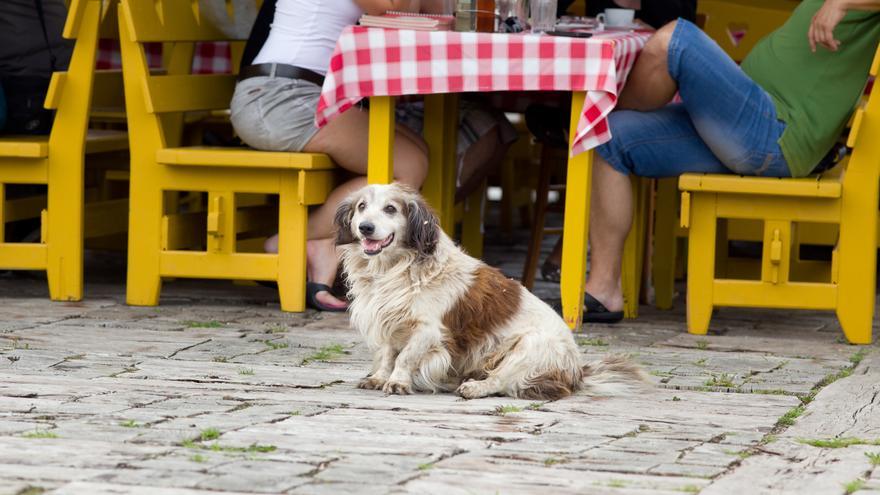 Un hostelero y una clienta se enzarzan en una discusión por un perro en un restaurante
