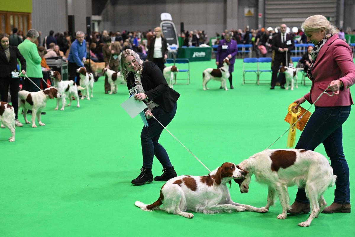 Exposición canina en el Centro Nacional de Exposiciones de Birmingham