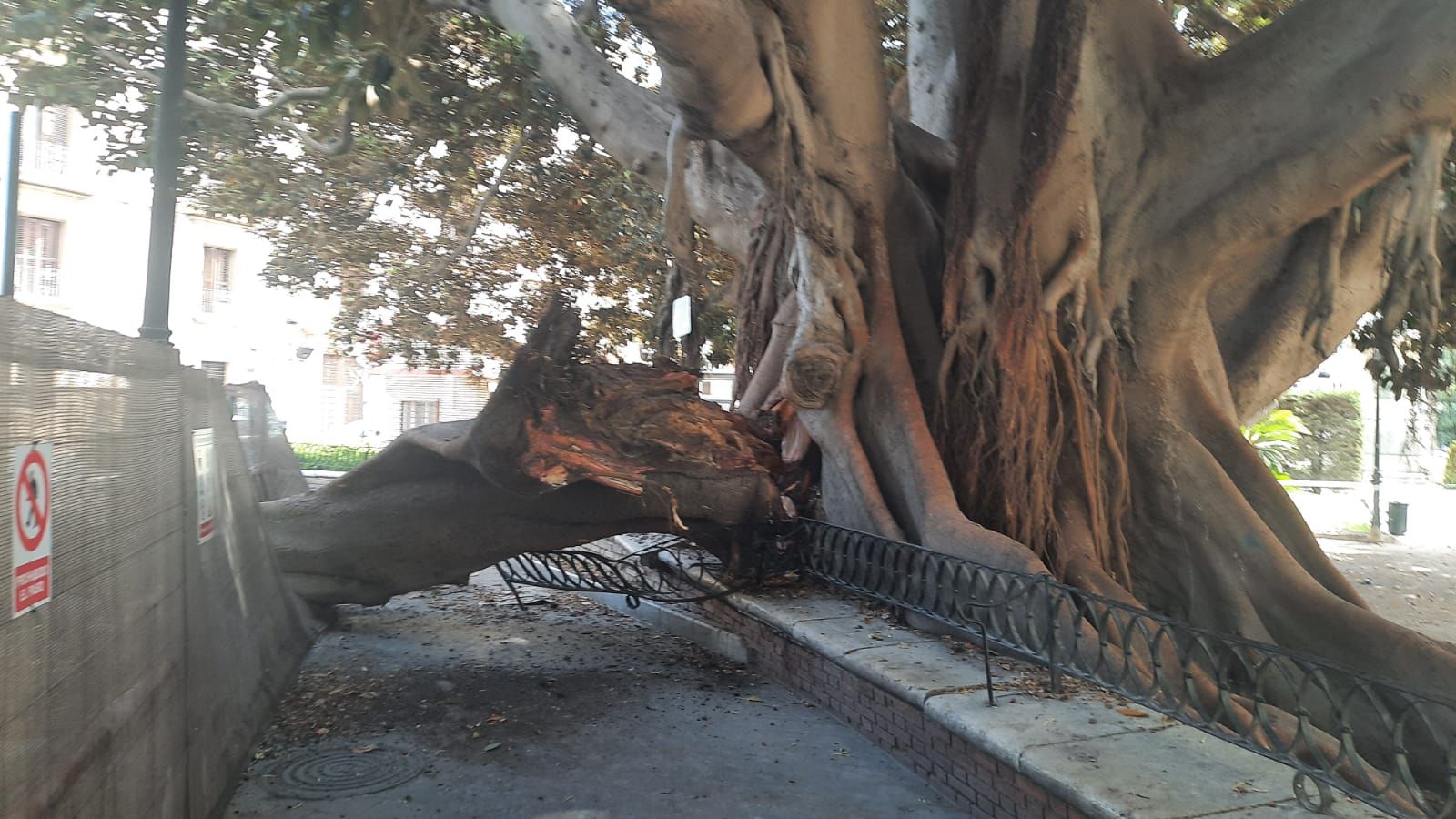 Se desploma parte de uno de los ficus centenarios del Parterre