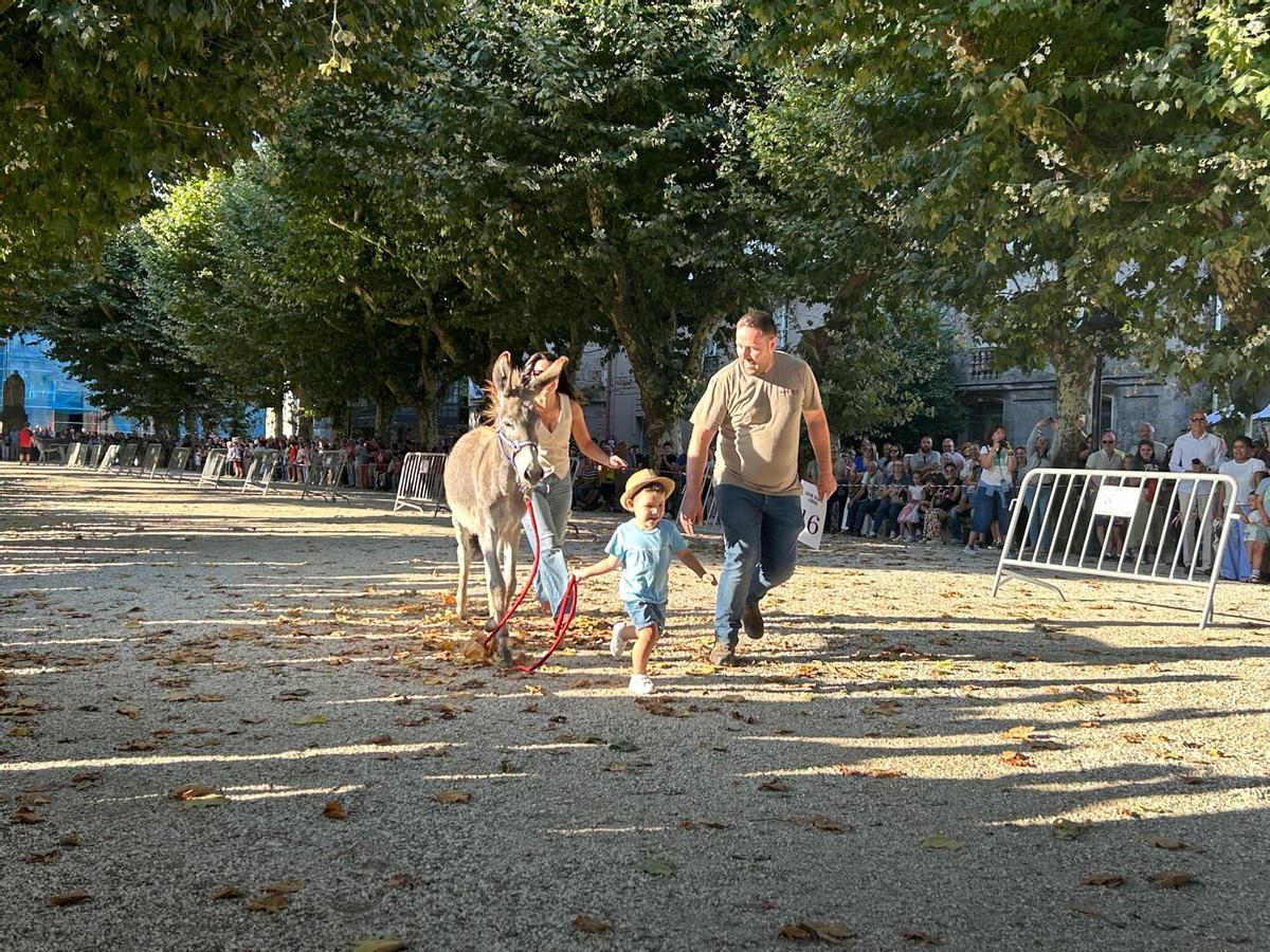 O Gran Derbi Asnal regresa a Padrón en clave de homenaxe aos burros fariñeiros