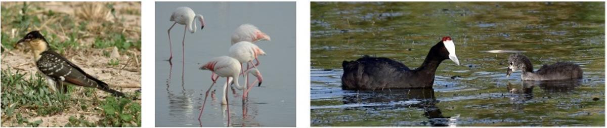 Riqueza y variedad de aves extraordinaria