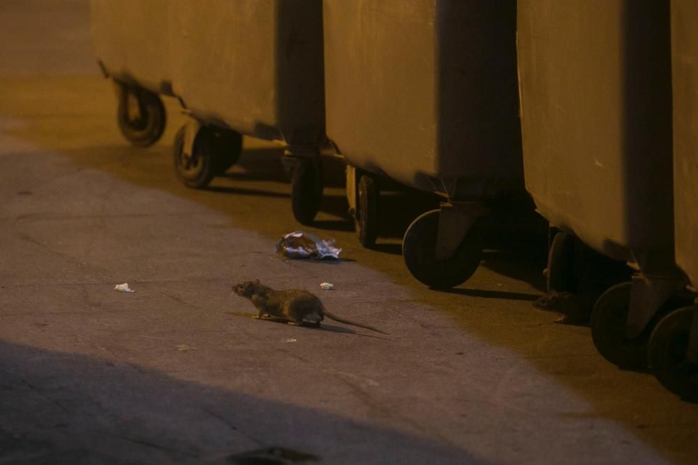 Las ratas recorren el Casco Antiguo a plena luz de