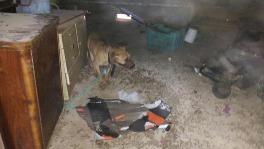 Acusado de maltrato animal por descuidar a sus 4 perros durante 12 días