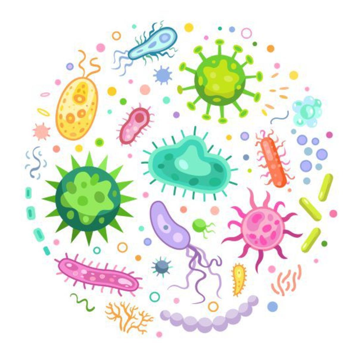 Bacterias