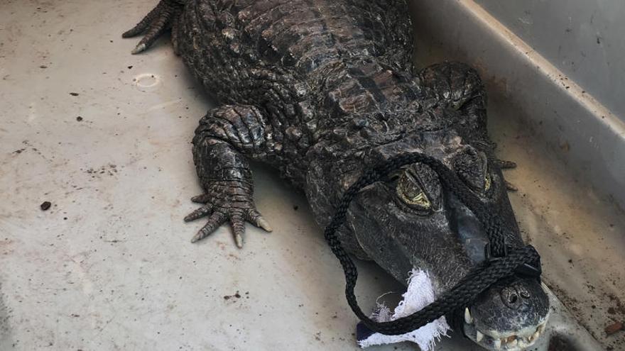 Denuncien el propietari d&#039;una botiga de rèptils que venia un caiman d&#039;un metre de llarg